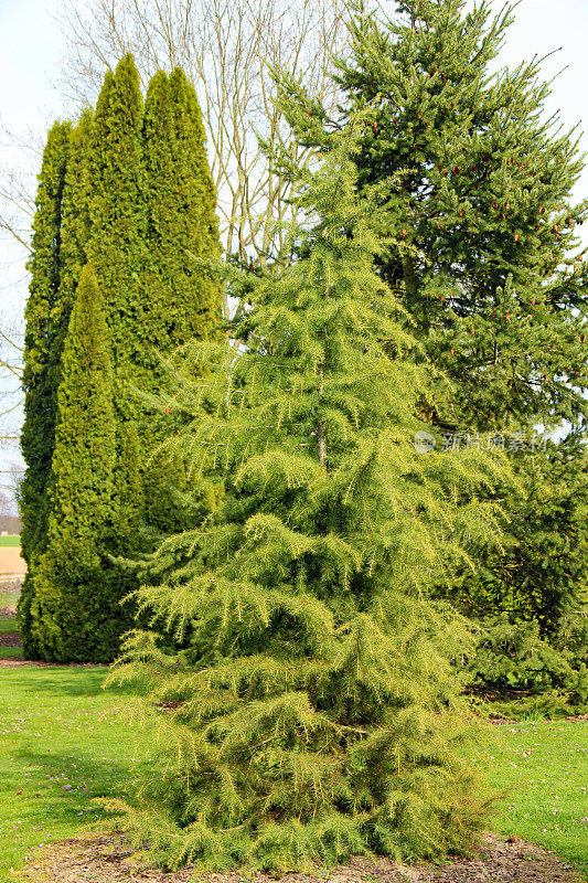 公园里的雪松(Deodar cedar，喜马拉雅- zeder)